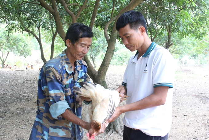 Theo ông Nguyễn Văn Tài (áo trắng), tổng đàn gà trên địa bàn còn rất lớn nên dịp Tết năm nay nguồn cung gà thịt và trứng dồi dào. Ảnh: Trung Quân.