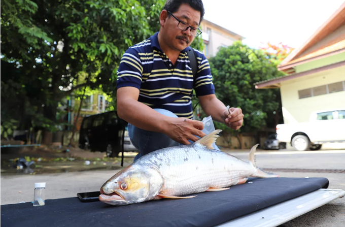 The giant salmon carp has been rediscovered in Cambodia. 