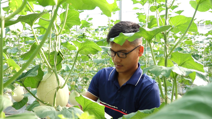 Tran The Truong's greenhouse melon farm in Na Long Hamlet, Hoa Trung Commune, Dong Hy District. Photo: Quang Linh.