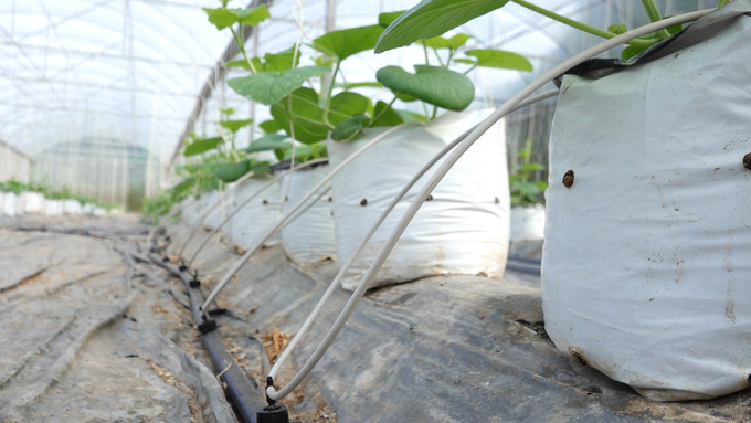 The water-saving irrigation system helps reduce labor and save fertilizer. Photo: Quang Linh.