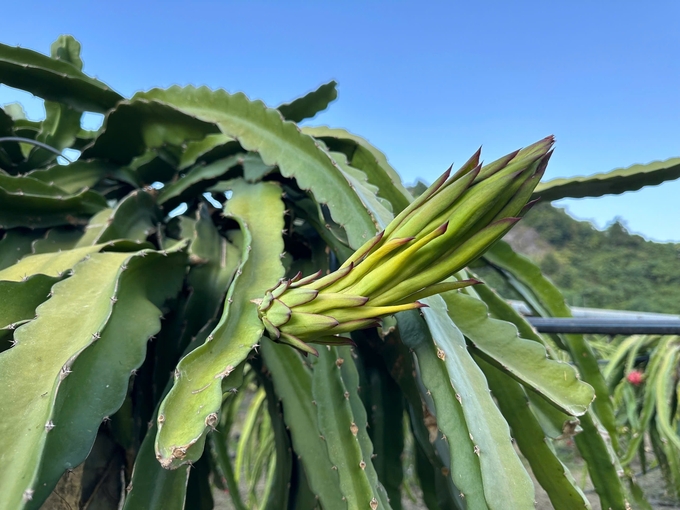 Son La has very favorable conditions for the development of dragon fruit cultivation. Photo: Duc Binh.