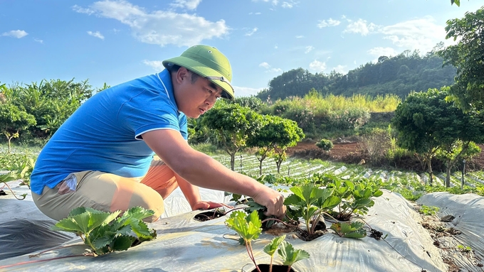 Anh Nguyễn Văn Nam, trú tại bản Xuân Quế, xã Cò Nòi gặt hái được nhiều thành công với mô hình trồng dâu tây. Ảnh: Đức Bình.