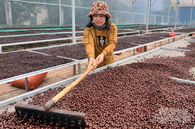 Enterprises and cooperatives in Huong Hoa district are in the harvest season, purchasing and processing coffee. Photo: Vo Dung.