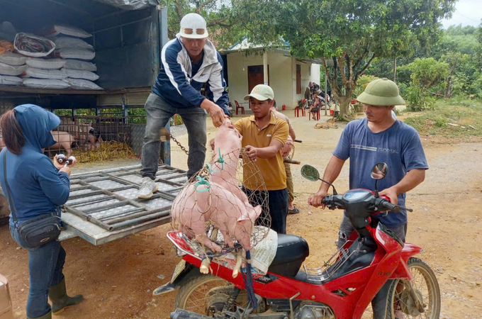 Lợn giống được bàn giao cho bà con để tạo sinh kế tăng thu nhập, ngày càng phát triển đời sống. Ảnh: T. Đức.