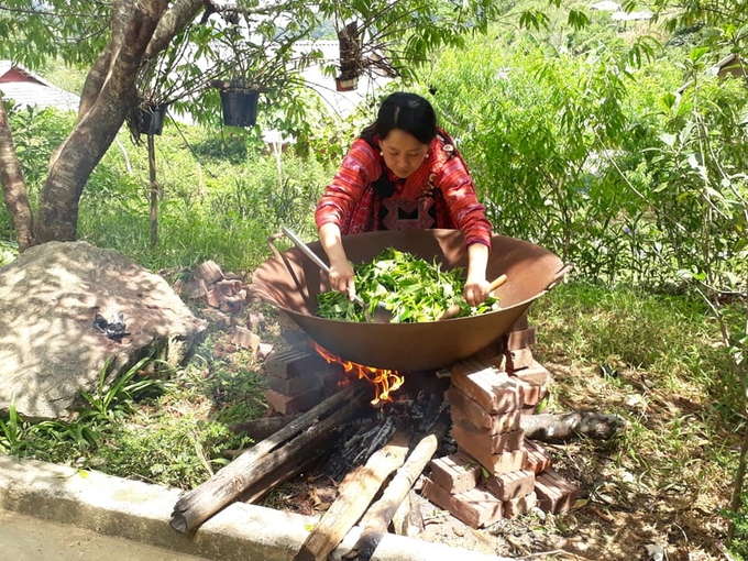 Việc chế biến và biết cách khai thác trà cổ thụ ở Pà Cò sẽ mở ra cơ hội làm giàu cho người dân. Ảnh: XT