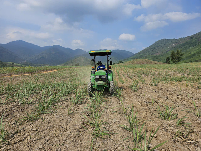 AgriS Ninh Hòa đang nỗ lực đầu tư vùng nguyên liệu. Ảnh: KS.