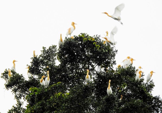 Many flocks of wild birds returned to take refuge in the coastal forests of Hai Phong. Photo: Huy Cam.