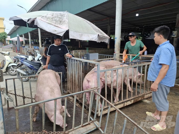 Hiện tại, lượng cung lợn từ các tỉnh phía Nam về chợ đầu mối gia súc gia cầm Hà Nam (xã Bối Cầu, Bình Lục) khá dồi dào. Ảnh: Trung Quân.