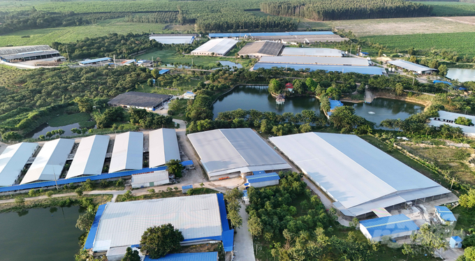 Trang Linh’s pig farm covers 70 ha in Xuyen Moc district. Photo: Le Binh.