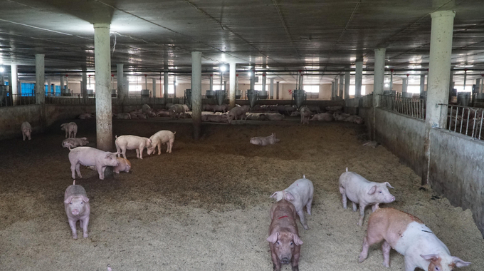 With a half cement, half rice husk barn design, Trang Linh's pigs enjoy an environment that is cool during the day and warm at night. Photo: Le Binh.