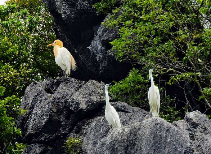 Wild birds at Cat Ba National Park. Photo: Hai Cam. 