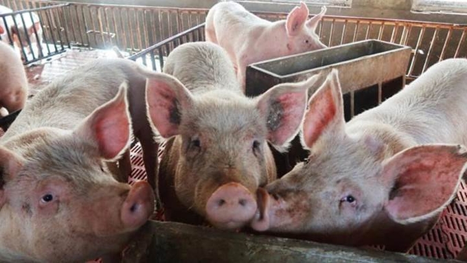 Latest live pig prices across the three regions on 10/25/2024