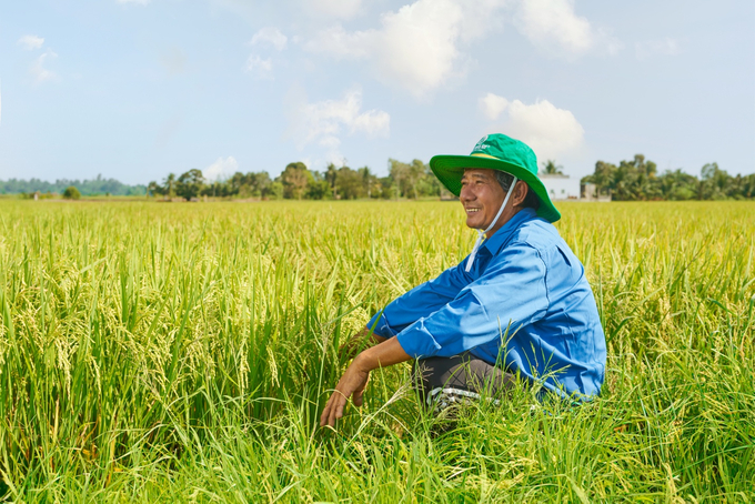 Nông dân đón trọn mùa vàng thịnh vượng với Phân Bón Cà Mau.