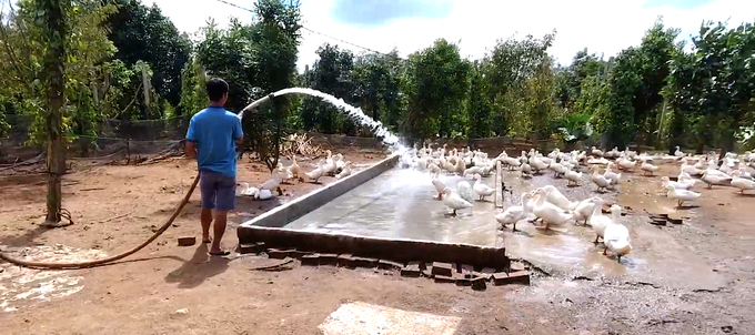 Nguyen Tang Hung's flock of super meat ducks are always healthy thanks to good disease prevention measures. Photo: Hong Thuy.