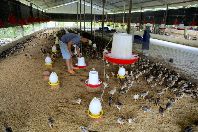 Tran Van Thang's hybrid chicken farm. Photo: Hong Thuy.