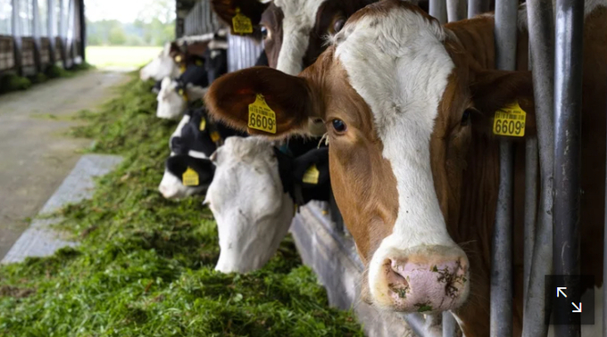 Farmer Jos Verstraten says 'we don't know where to go with our manure'.