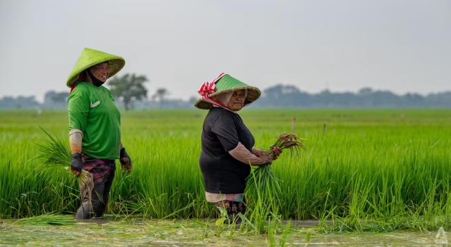 Rice farmers in Kerawang district in West Java, Indonesia. Photo: CNA/Danang Wisanggeni.