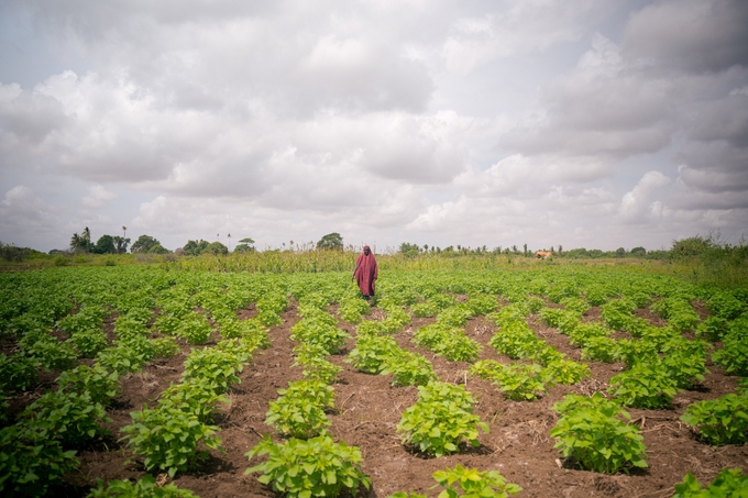 A farmer tends to her crops in Kismayo, Jubaland State, Somalia.