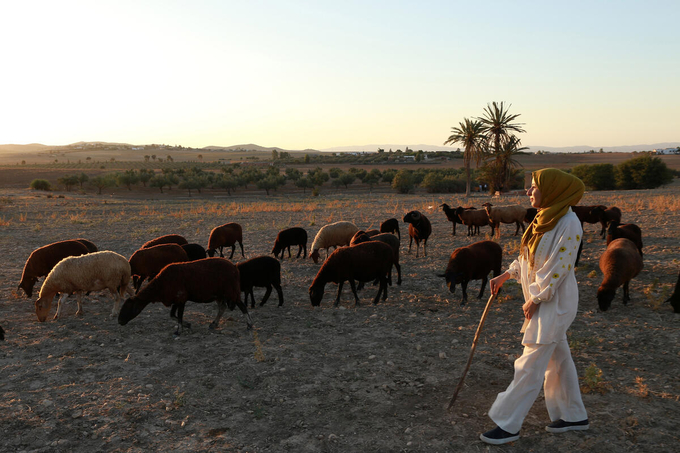 Herding sheep in Tunisia.