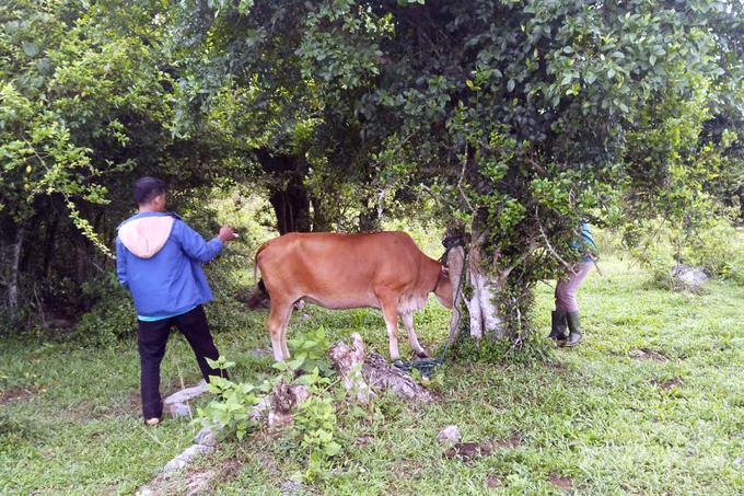 Veterinary staff and cattle owner herd buffaloes and cows against a tree to vaccinate. Photo: Vo Dung.