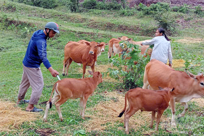 Veterinary staff in Quang Tri have to go into the forest to find buffalo and cows and vaccinate them against foot-and-mouth disease. Photo: Vo Dung.