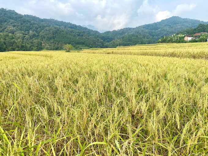 In the coming time, the Ngan Son district will expand the ​​Khẩu nua lếch rice cultivation area organically. Photo: Ngoc Tu.