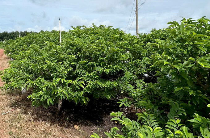 The soursop orchards of Minh Trung Cooperative use organic fertilizers and biological pesticides. Photo: Tran Phi.