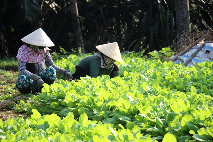 Trước khi bão Trà Mi ập đến, những diện tích rau màu đã đến thời kỳ thu hoạch nông dân cần tập trung thu hoạch. Ảnh: V.Đ.T.