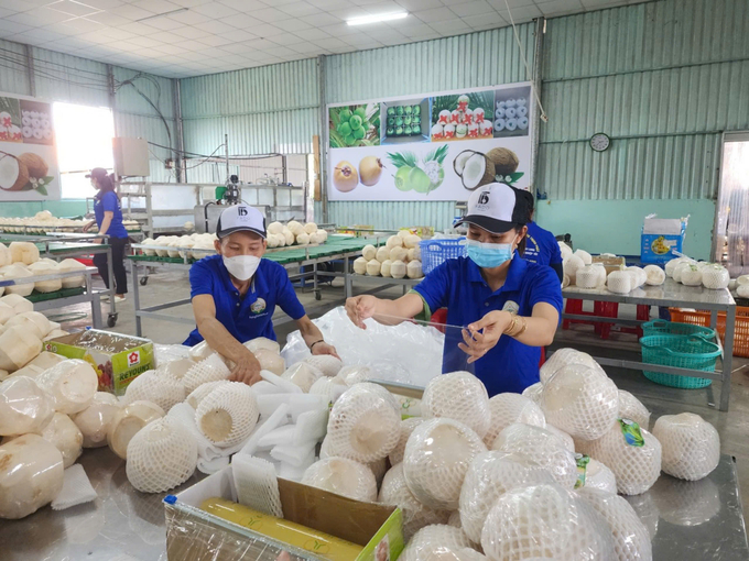 Pre-processing fresh coconuts for export at the packaging facility of Hung Thinh Phat Cooperative. Photo: Minh Dam.