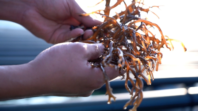 Seaweed farming in Vietnam has limited production, uneven quality, and low selling prices, partly due to unstable quality. Photo: Hong Tham.