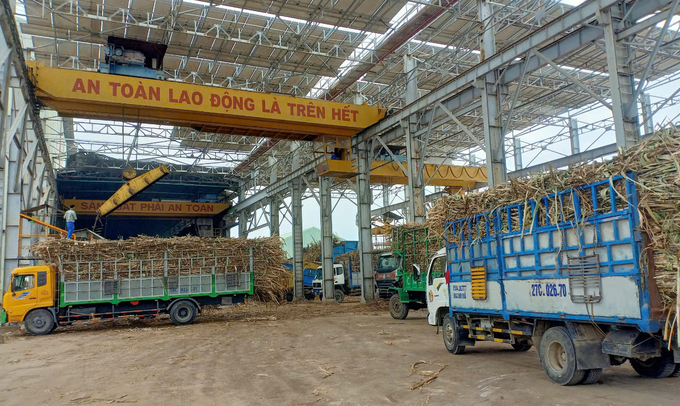 Agris Ninh Hoa's total crushed sugarcane yield reached over 540,000 tons. Photo: KS.