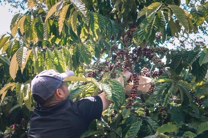 Coffee harvesting in Central Highlands. Photo: Son Trang.