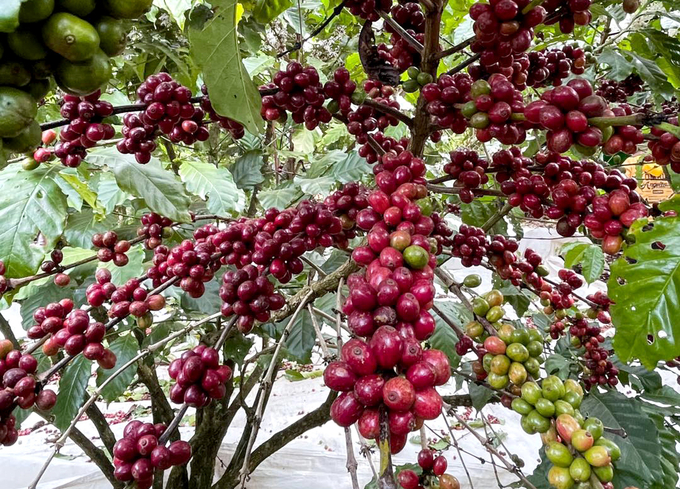 Robusta coffee prices drop significantly after European Council proposes EUDR delay. Photo: Son Trang.