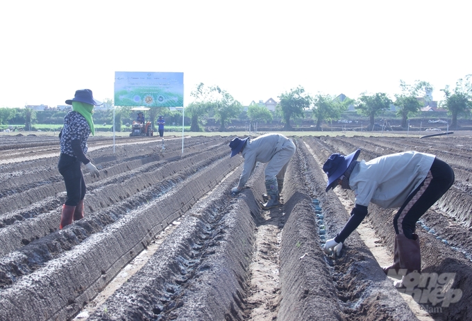 The pest management solution for potatoes reduces pesticide applications by two sprays per season, saving farmers 2 million VND per hectare. Photo: Trung Quan.