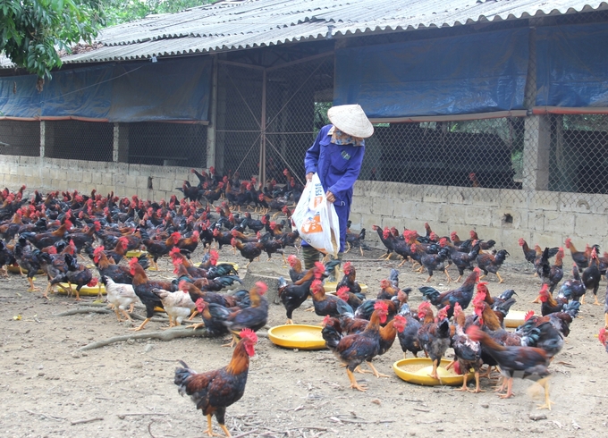 Sản phẩm thịt gà Mía thuần và các dòng Mía lai đang được thị trường rất ưa chuộng là cơ hội lớn cho người nuôi. Ảnh: Trung Quân.