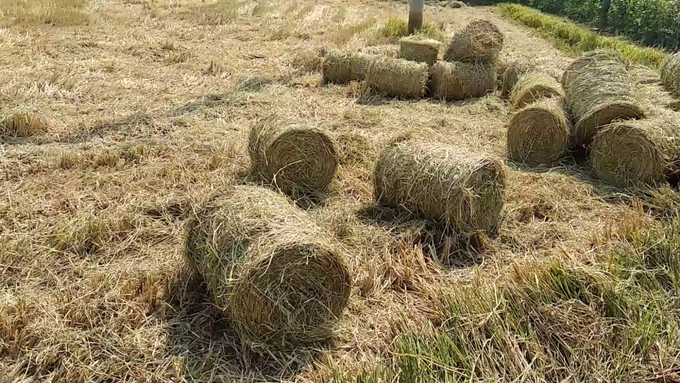 Managing straw is an important task that farmers need to prioritize immediately after the rice harvest.