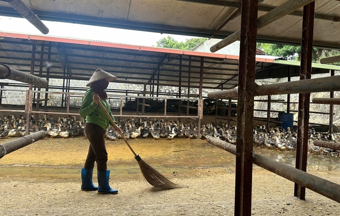 Công tác vệ sinh chuồng trại được thực hiện đầy đủ, hạn chế mùi hôi và đảm bảo sức khỏe cho đàn vịt cổ xanh. Ảnh: Đức Bình.