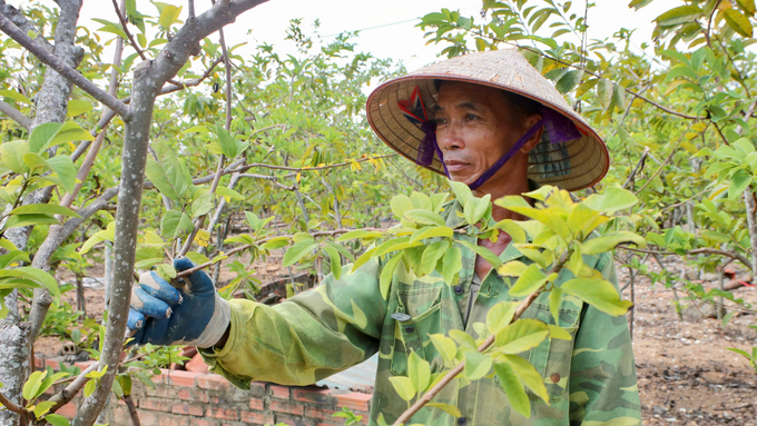 Ông Phạm Ngư lặng mình ngắm nhìn những cây na may mắn sống sót sau cơn bão. Ảnh: Nguyễn Thành.