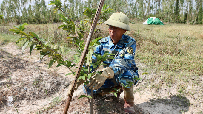 Ông Đạt đang kiểm tra những cây na được 1 năm tuổi. Ảnh: Nguyễn Thành.