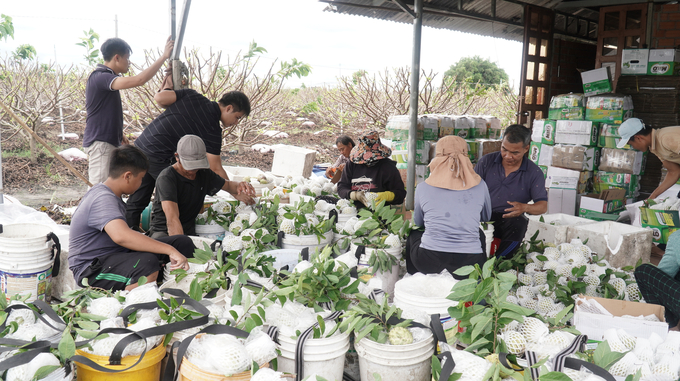 Bà con Tây Ninh thu hoạch, đóng gói mãng cầu. Ảnh: Trần Trung.