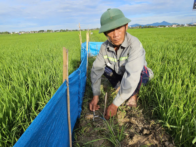 Nông dân phòng trừ chuột gây hại lúa. Ảnh: KS.