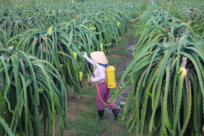 Nông dân chủ động phòng trừ sinh vật gây hại trên cây thanh long. Ảnh: KS.