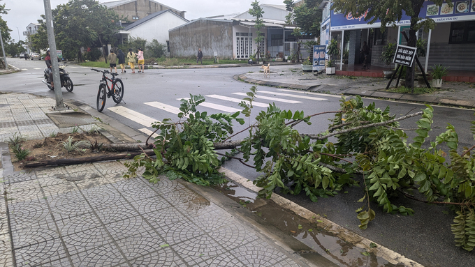 Hầu hết những cây xanh bị bật gốc đều được trồng cách đây chưa lâu, có tuổi đời còn khá nhỏ. 