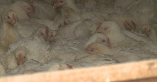 The farms are now using composting to dispose of the birds.