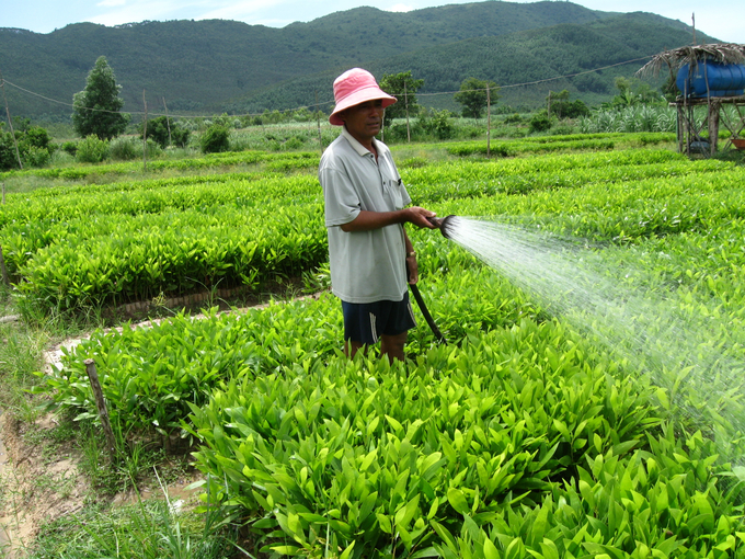 Trên địa bàn Bình Định hiện có 171 đơn vị, cơ sở đủ điều kiện sản xuất, kinh doanh giống cây lâm nghiệp. Ảnh: V.Đ.T.