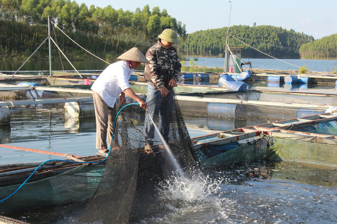 Bà Hà vệ sinh lồng nuôi, phòng dịch bệnh cho cá. Ảnh: Thanh Tiến.