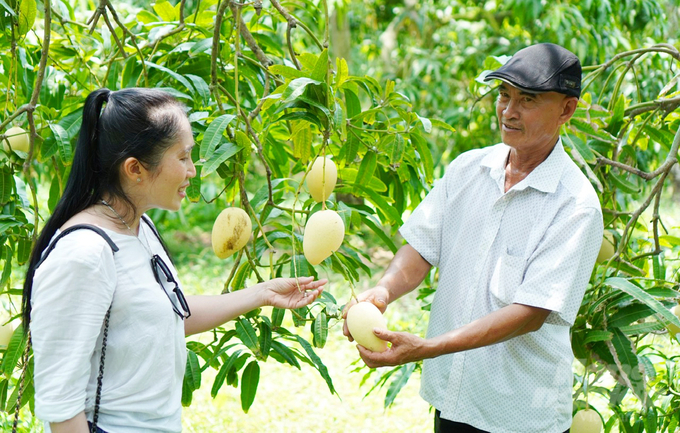 Ngành hàng xoài ở Đồng Tháp. Ảnh: Lê Hoàng Vũ.