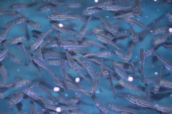 The Aquaculture Research Institute is hopeful for a framework that will strengthen international collaboration in advancing biotechnology applications. Photo: Aquaculture Magazine.