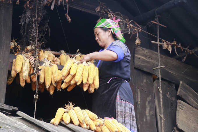 Mu Cang Chai people often hang corn on the elevated spots to protect it from animals and moisture. Photo: Thanh Tien.