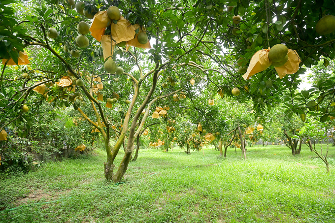 Vườn bưởi đỏ của nhà ông Tính ở Tân Lạc (Hòa Bình) khỏe, đẹp vì tuân thủ các quy định canh tác để có mã số vùng trồng xuất khẩu. Ảnh: Tùng Đinh.